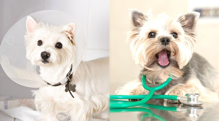 Young Dogs at the Vet