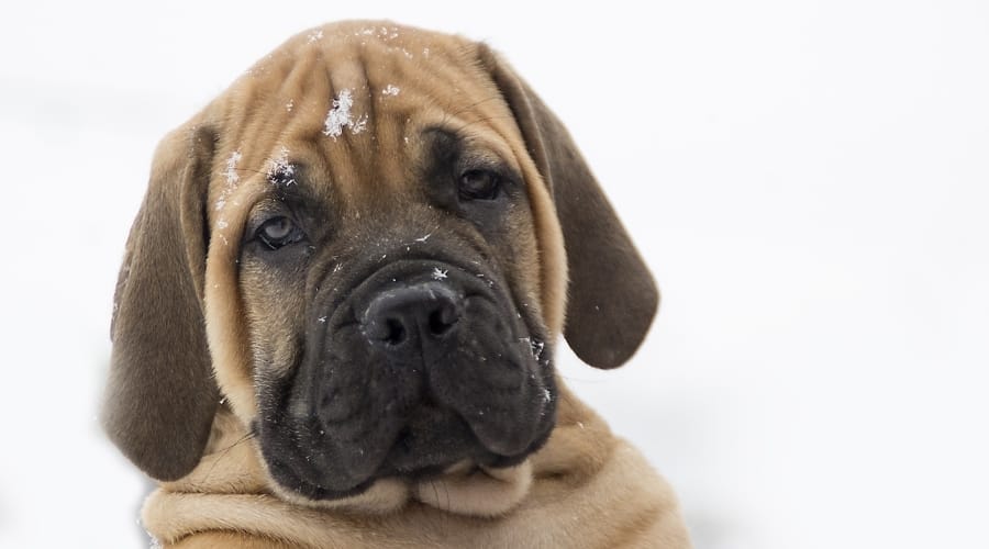 Young Giant Breed Puppy