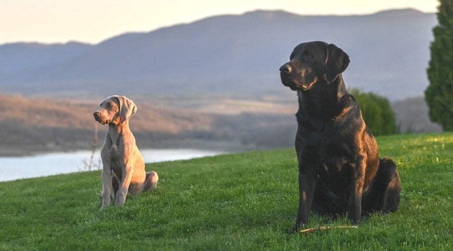 Young Gray Dog Sitting With Older Black Dog