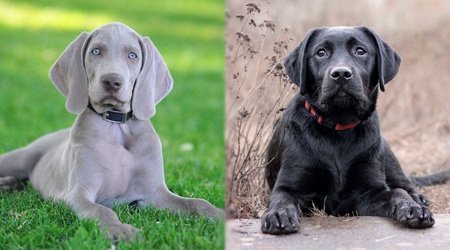 Young Gray Dog With Blue Eyes and Young Black Dog