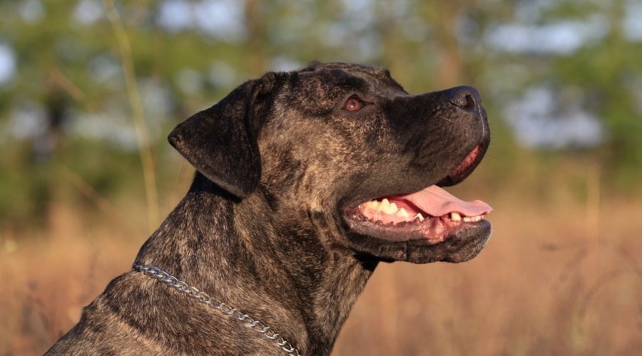Young Happy Dog Looking Up