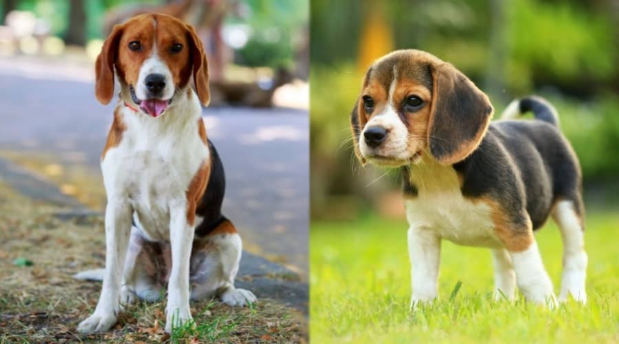Young Hunting Dogs