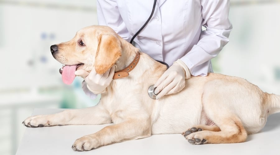 Young Lab at the vet.
