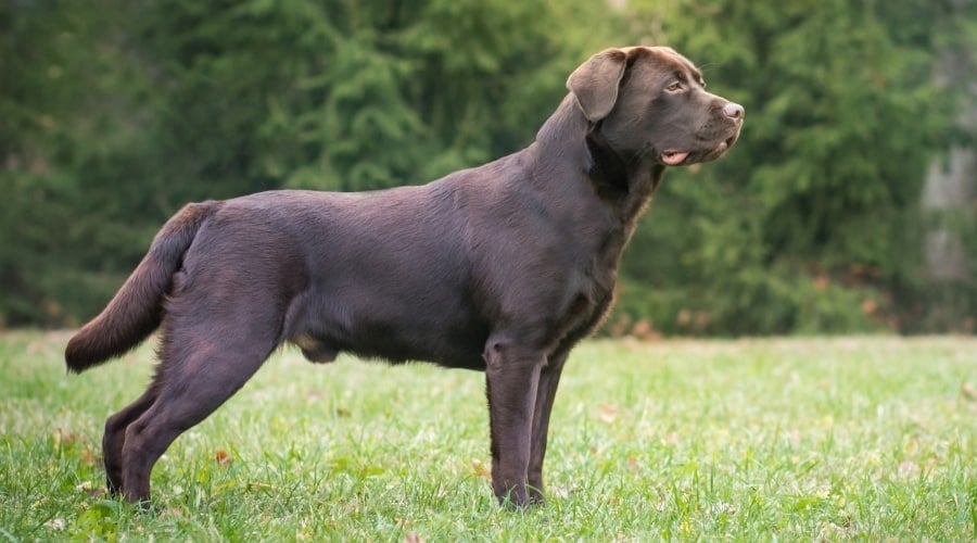 Young Male Lab Dog