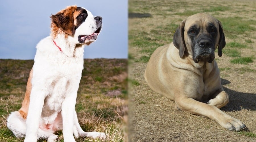 Young Mastiff and Saint Bernard in Grass