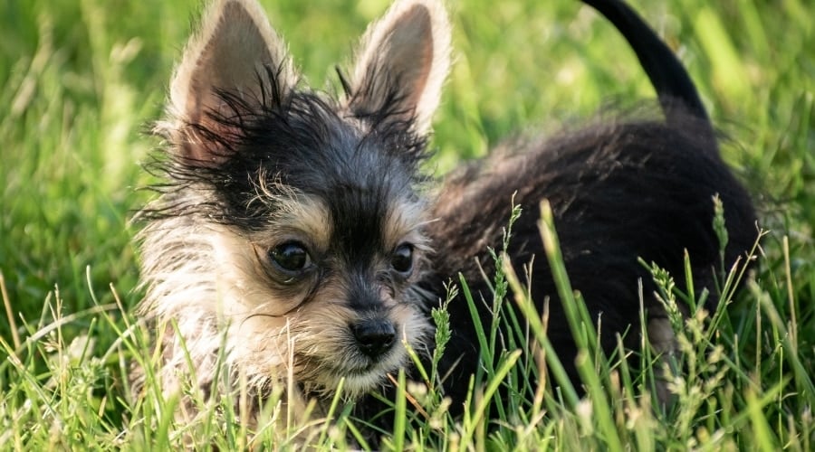 Young Mixed Puppy Standing in Grass