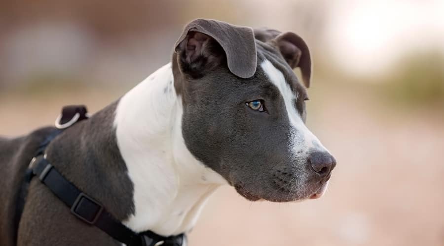 Young Pitbull Terrier Dog Walking