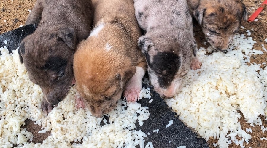 Young Puppies Eating