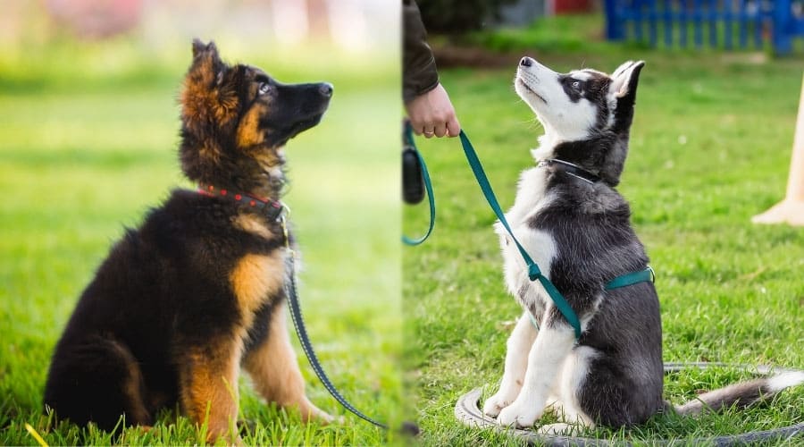 Young Puppies Looking Up