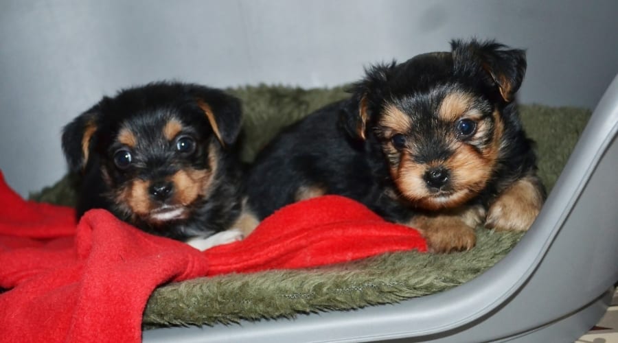 Young Puppies in a Box