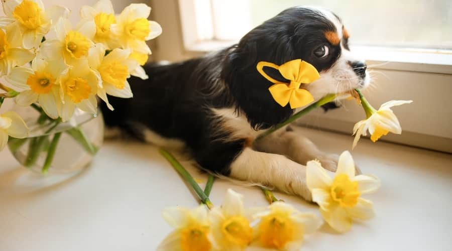 Young Puppy Chewing on Yellow Flower