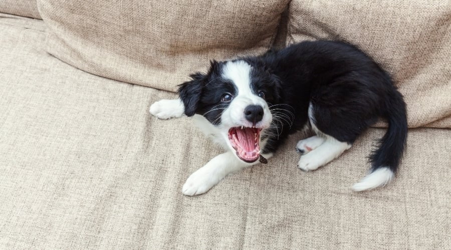 Young Puppy Sitting on a Couch