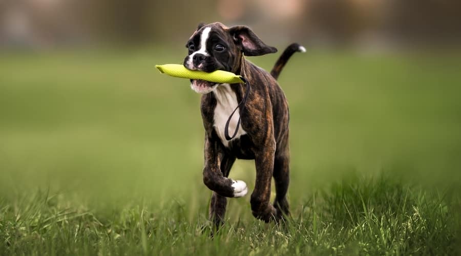 Young Puppy With Floatable Toy
