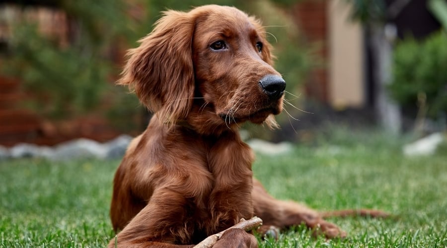 Young Red Coated Dog Outside