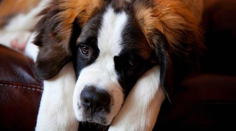 Young Saint Bernard on Couch