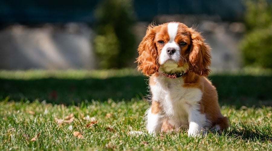 Young Spaniel Dog Outdoors in Grass