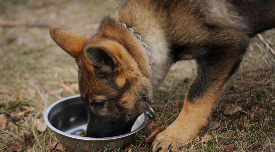 Young Tan and Black Dog Eating From a Dog Bowl