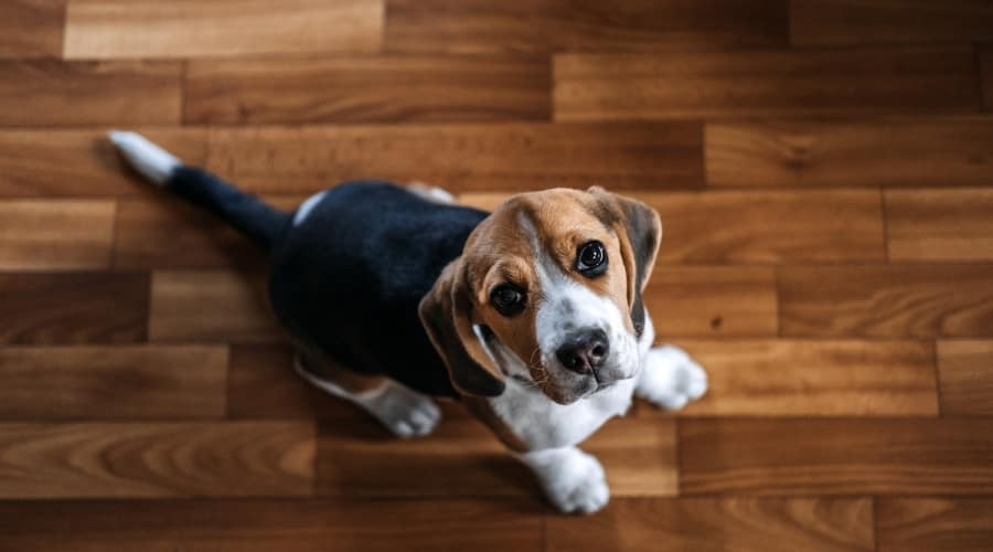 Young White Black and Tan Dog Sitting on Wood Floor