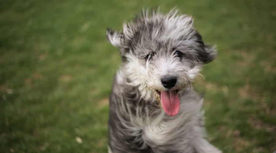 Young White and Gray Fluffy Dog on a Windy Day