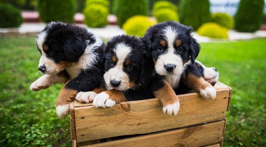 Bernese Mountain Dog puppies in a crate.