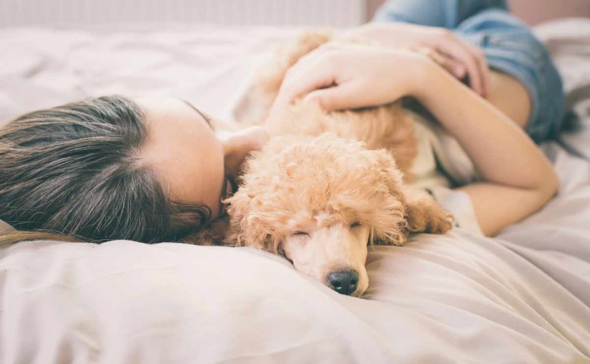 Young woman is lying and sleeping with poodle dog in bed comforting sick dog.