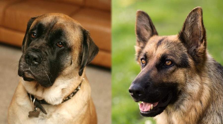 Younger English Mastiff and German Shepherd Dogs