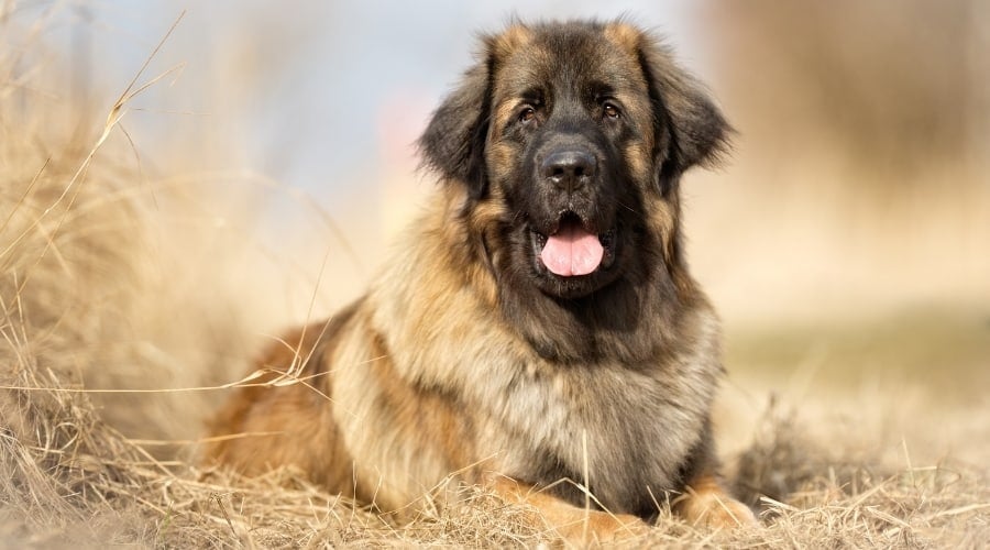 Younger Fluffy Dog Outdoors