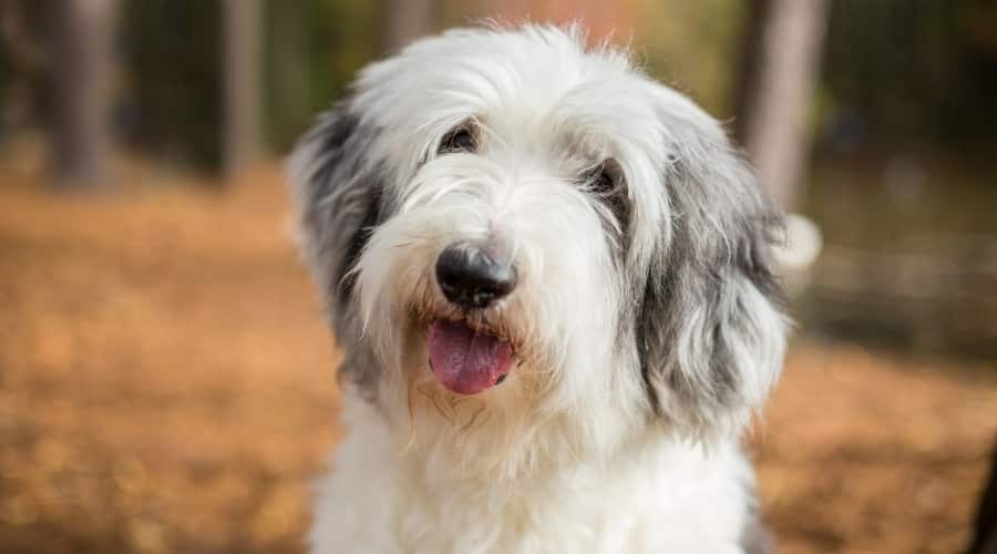 Younger Long Haired Dog Outside