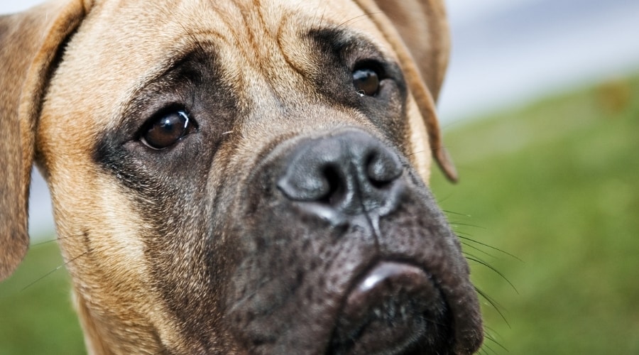 Younger Mastiff Boxer Mix