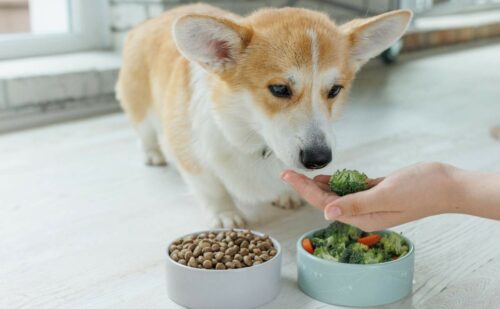 Corgi Feeding Chart: How Much To Feed Your Corgi Puppy - Canine Journal