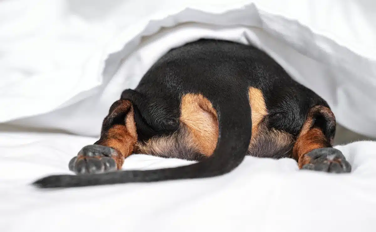 a dog butt from behind laying on bed under sheets