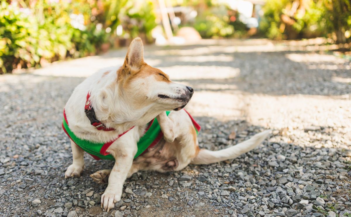 a dog try to scratching its skin outside on a gravel eroad