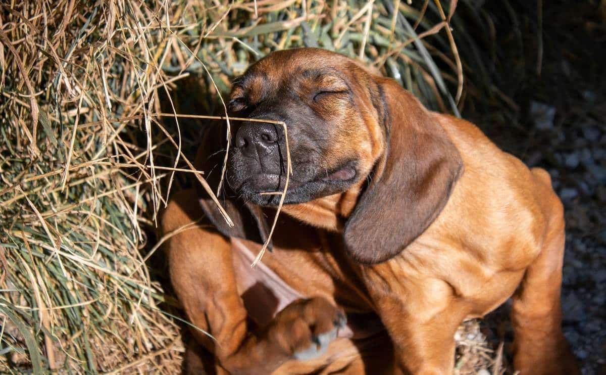 A dog outside with lice itching.