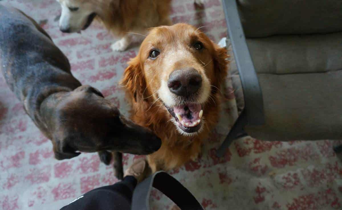 a happy brown lab looking up at camera smiling with dogs around them in Kentucky