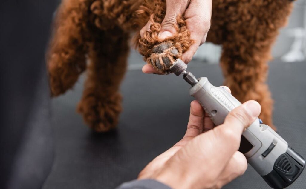 Man using nail grinder on a brown doodle's dog nails holding paw