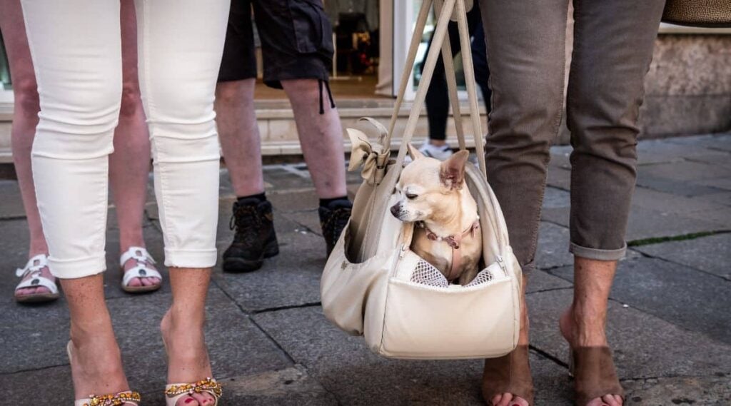 a small white dog in a designer purse on the streets of Italy