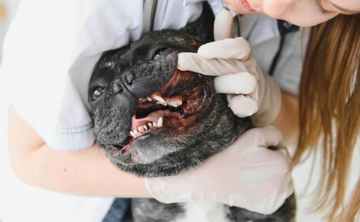 A veterinarian at the clinic examines a French Bulldog's teeth.