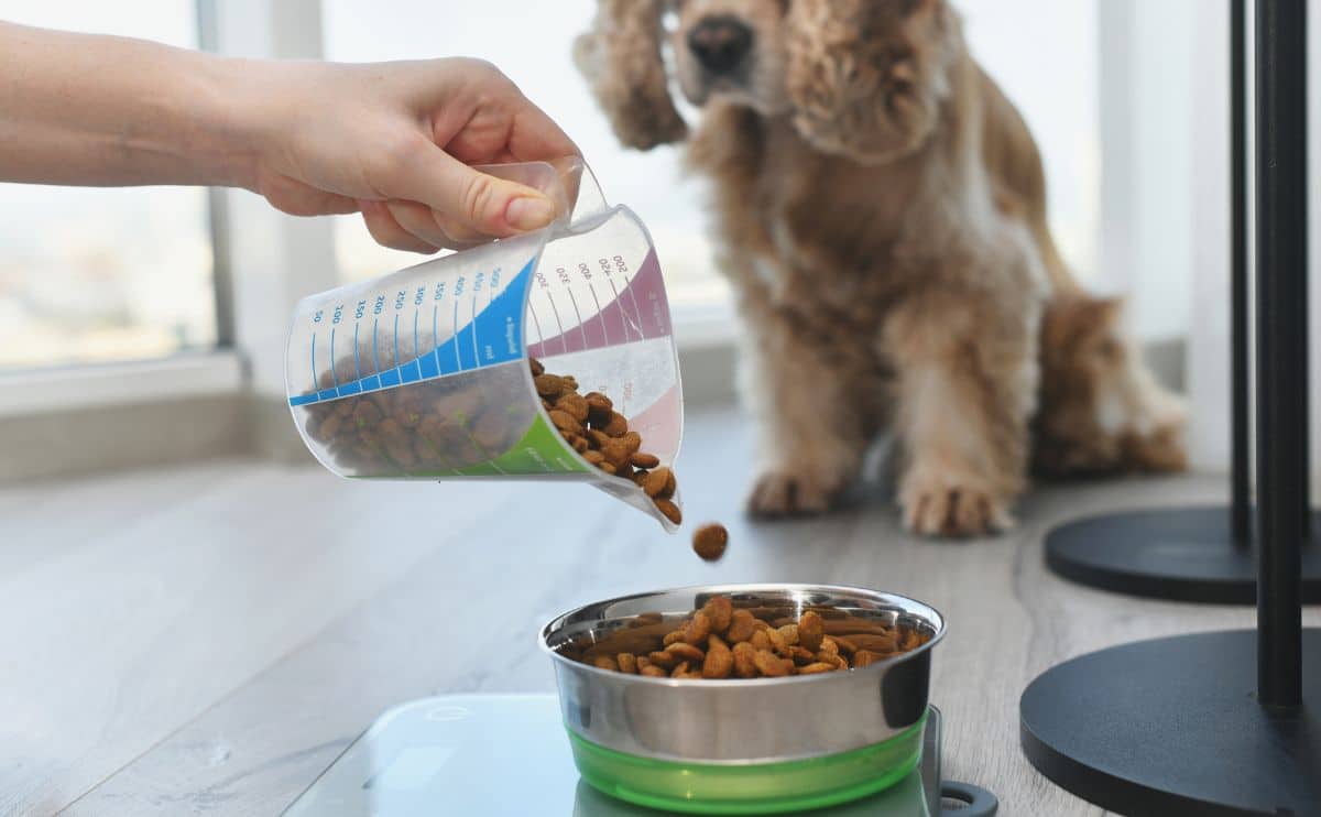 a woman measures a portion of dry dog food using an electronic scale