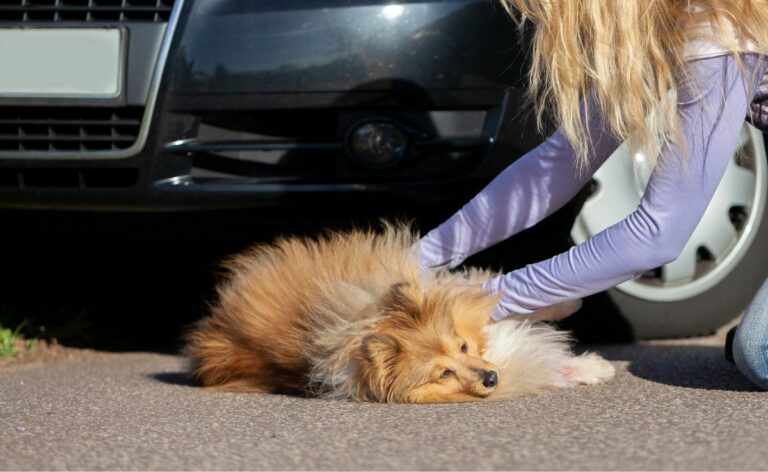 What Is Accident Only Pet Insurance And Which Company Offers The Best Ruffeodrive