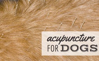 Dog with acupuncture needles (Caption: Acupuncture for Dogs)