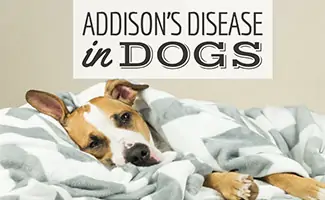 Dog sick on bed (Caption: Addison's Disease In Dogs)