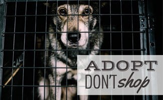 Dog in cage at shelter (Caption: Adopt Don't Shop)