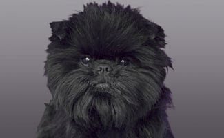 Affenpinscher