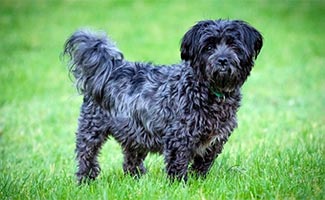 Affenpoo in grass