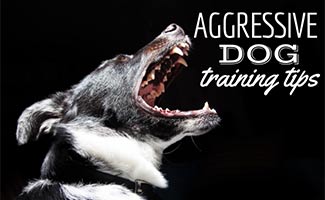 how do you train a dominant aggressive puppy