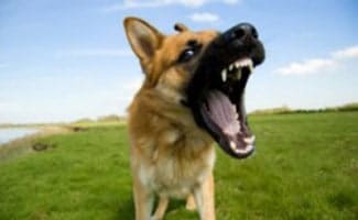 German Shepherd with mouth wide open showing teeth