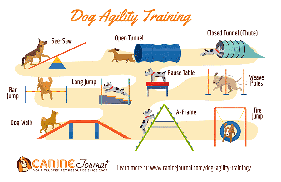 Dog agility training infographic