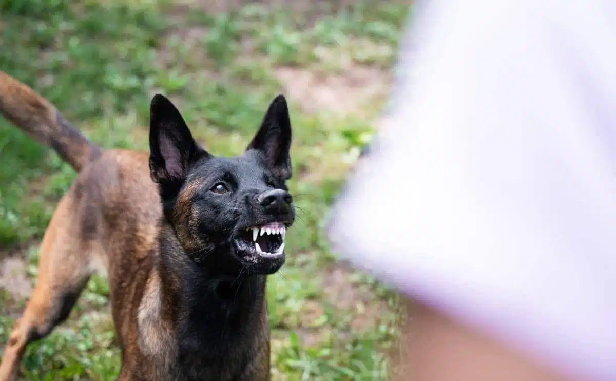 agressive dog trying to attack a person