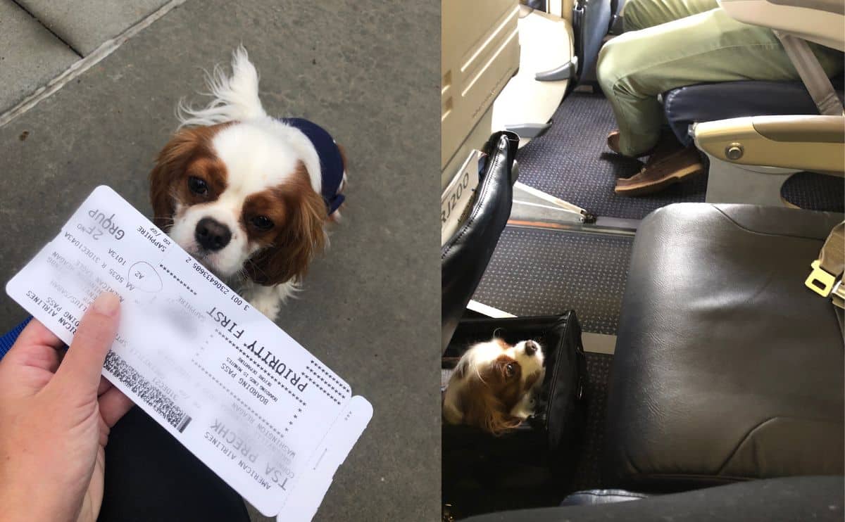 airline ticket and dog under the seat on a plane