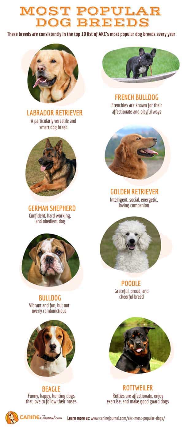 AKC Most Popular Dog Breeds In 2022 Canine Journal